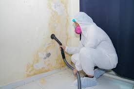 Best Mold Damage Restoration  in Bloomington, CA